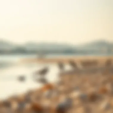 Nature's Harmony at Al Qudra Lake Birds resting by the tranquil waters of Al Qudra Lake