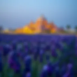 Lavender fields in Dubai showcasing a blend of nature and architecture