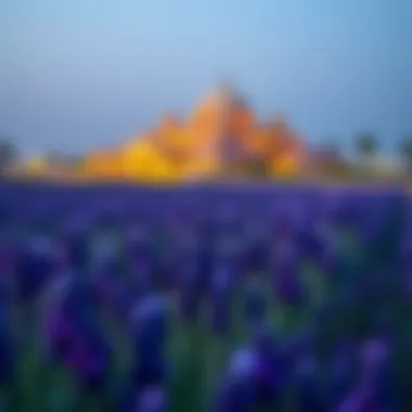 Lavender fields in Dubai showcasing a blend of nature and architecture