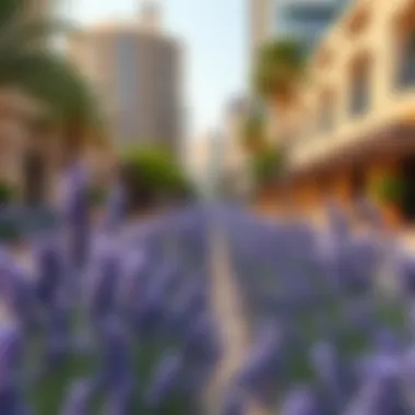 Urban planning with lavender integrated into public spaces